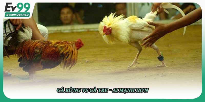 Gà rừng vs gà tre – ai mạnh hơn