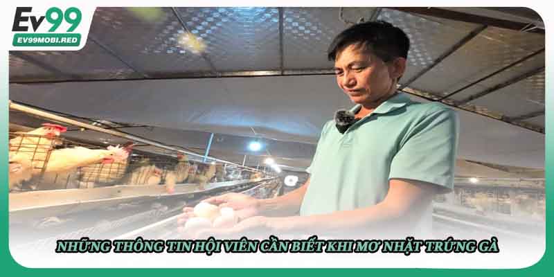 Những thông tin hội viên cần biết khi mơ nhặt trứng gà